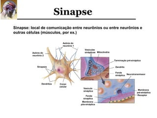 Sinapse
Sinapse: local de comunicação entre neurônios ou entre neurônios e
outras células (músculos, por ex.)

                                 Axônio do
                                 neurônio 1
                                                 Vesículas
         Axônio do                               sinápticas Mitocôndria
         neurônio 2

                                                                          Terminação pré-sináptica

             Sinapses                                                      Dendrito

                                                                           Fenda
                                                                           sináptica Neurotransmissor


                 Dendritos    Corpo
                              celular
                                                Vesícula
                                                                                               Membrana
                                                sináptica
                                                                                              pré-sináptica
                                                  Fenda                                       Receptor
                                                sinaptica
                                               Membrana
                                              pós-sináptica
 