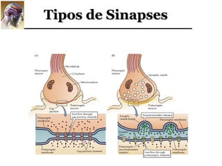 Tipos de Sinapses
 
