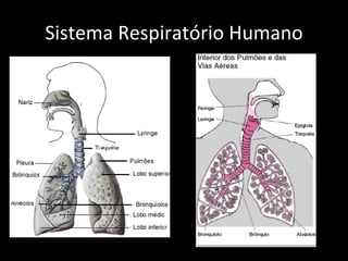 Sistema Respiratório Humano 