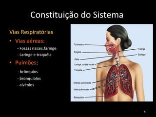 Constituição do Sistema  Vias Respiratórias Vias aéreas: - Fossas nasais,faringe - Laringe e traquéia Pulmões : - brônquios - bronquíolos - alvéolos 