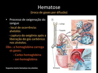 Hematose (troca de gases por difusão) Processo de oxigenação do sangue -   local de ocorrência: alvéolos - captura do oxigênio após a liberação do gás carbônico nos alvéolos.  Obs.: a hemoglobina carrega os gases: - Carbo-hemoglobina - oxi-hemoglobina Esquema mostra hematose nos alvéolos 