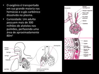 O oxigênio é transportado em sua grande maioria nas hemácias e o gás carbônico dissolvido no plasma. Curiosidade: Um adulto possuem mais de 300 milhões de alvéolos nos pulmões, perfazendo uma área de aproximadamente 80m 2 