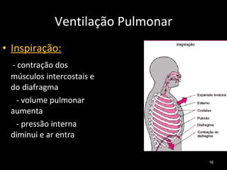Ventilação Pulmonar Inspiração: - contração dos músculos intercostais e do diafragma - volume pulmonar aumenta - pressão interna diminui e ar entra  