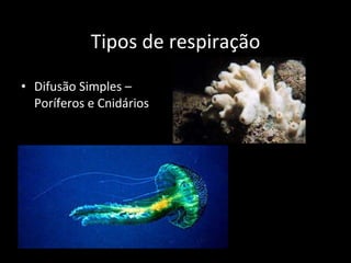 Tipos de respiração Difusão Simples – Poríferos e Cnidários 