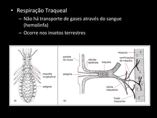 Respiração Traqueal  Não há transporte de gases através do sangue (hemolinfa) Ocorre nos insetos terrestres 