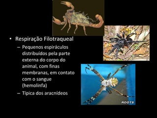 Respiração Filotraqueal Pequenos espiráculos distribuídos pela parte externa do corpo do animal, com finas membranas, em contato com o sangue (hemolinfa) Típica dos aracnídeos 