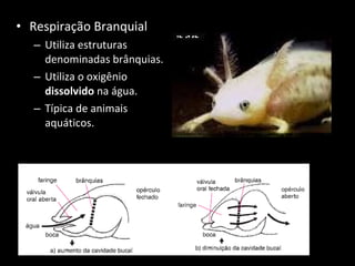 Respiração Branquial Utiliza estruturas denominadas brânquias. Utiliza o oxigênio  dissolvido  na água. Típica de animais aquáticos. 