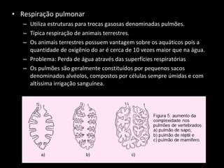 Respiração pulmonar Utiliza estruturas para trocas gasosas denominadas pulmões. Típica respiração de animais terrestres. Os animais terrestres possuem vantagem sobre os aquáticos pois a quantidade de oxigênio do ar é cerca de 10 vezes maior que na água. Problema: Perda de água através das superfícies respiratórias Os pulmões são geralmente constituídos por pequenos sacos denominados alvéolos, compostos por células sempre úmidas e com altíssima irrigação sanguínea. 