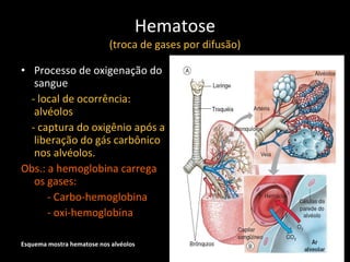 Hematose (troca de gases por difusão) <ul><li>Processo de oxigenação do sangue </li></ul><ul><li>-   local de ocorrência: ...