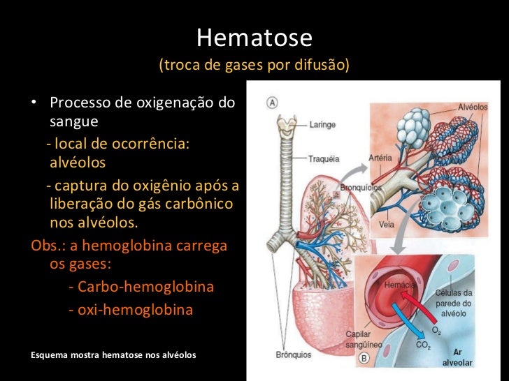 As Trocas Gasosas No Pulmao Humano Em Condicoes Normais Ocorrem
