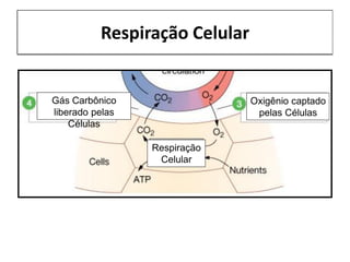 Fisiologia do sistema respiratório | PDF