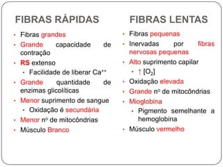 FIBRAS RÁPIDAS                           FIBRAS LENTAS
• Fibras grandes                     • Fibras pequenas
• Grande       capacidade      de    • Inervadas       por      fibras
    contração                            nervosas pequenas
•   RS extenso                       •   Alto suprimento capilar
     • Facilidade de liberar Ca++         • ↑ [O2]
•   Grande      quantidade      de   •   Oxidação elevada
    enzimas glicolíticas             •   Grande no de mitocôndrias
•   Menor suprimento de sangue       •   Mioglobina
     • Oxidação é secundária              • Pigmento semelhante a
•   Menor no de mitocôndrias                hemoglobina
•   Músculo Branco                   •   Músculo vermelho
 