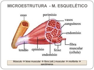 MICROESTRUTURA - M. ESQUELÉTICO




  Músculo  feixe muscular  fibra (cél.) muscular  miofibrila 
                          sarcômeros
 