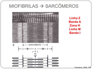 MIOFIBRILAS  SARCÔMEROS

                    Linha Z
                    Banda A
                    Zona H
                    Linha M
                    Banda I




                       Frandson, 2006, 7ed
 