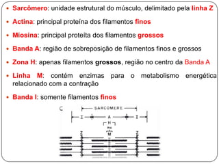  Sarcômero: unidade estrutural do músculo, delimitado pela linha Z

 Actina: principal proteína dos filamentos finos

 Miosina: principal proteíta dos filamentos grossos

 Banda A: região de sobreposição de filamentos finos e grossos

 Zona H: apenas filamentos grossos, região no centro da Banda A

 Linha   M: contém enzimas para o metabolismo energética
  relacionado com a contração

 Banda I: somente filamentos finos
 