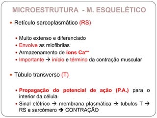 MICROESTRUTURA - M. ESQUELÉTICO
 Retículo sarcoplasmático (RS)


   Muito extenso e diferenciado
   Envolve as miofibrilas
   Armazenamento de íons Ca++
   Importante  início e término da contração muscular


 Túbulo transverso (T)


   Propagação do potencial de ação (P.A.) para o
    interior da célula
   Sinal elétrico  membrana plasmática  tubulos T 
    RS e sarcômero  CONTRAÇÃO
 