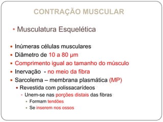 CONTRAÇÃO MUSCULAR

• Musculatura Esquelética

 Inúmeras células musculares
 Diâmetro de 10 a 80 μm
 Comprimento igual ao tamanho do músculo
 Inervação - no meio da fibra
 Sarcolema – membrana plasmática (MP)
   Revestida com polissacarídeos
    Unem-se nas porções distais das fibras
        Formam tendões
        Se inserem nos ossos
 