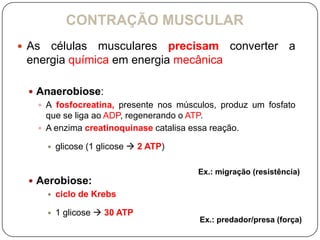 CONTRAÇÃO MUSCULAR
 As células musculares precisam converter a
 energia química em energia mecânica

  Anaerobiose:
    A fosfocreatina, presente nos músculos, produz um fosfato
     que se liga ao ADP, regenerando o ATP.
    A enzima creatinoquinase catalisa essa reação.

          glicose (1 glicose  2 ATP)

                                         Ex.: migração (resistência)
  Aerobiose:
      ciclo de Krebs

          1 glicose  30 ATP
                                         Ex.: predador/presa (força)
 
