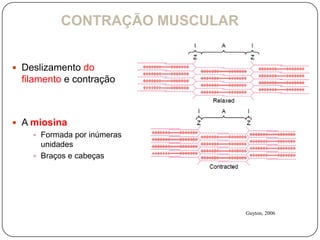 CONTRAÇÃO MUSCULAR


 Deslizamento do
  filamento e contração



 A miosina
     Formada por inúmeras
      unidades
     Braços e cabeças




                                Guyton, 2006
 