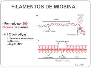 FILAMENTOS DE MIOSINA


• Formado por 200
cadeias de miosina

• Há 2 dobradiças
   • Uma na cabeça próxima
   ao filamento
   • Ângulo -1200




                             Guyton, 2006
 