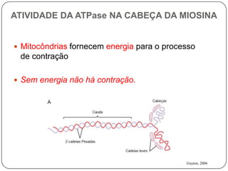 ATIVIDADE DA ATPase NA CABEÇA DA MIOSINA


 Mitocôndrias fornecem energia para o processo
 de contração

 Sem energia não há contração.




                                            Guyton, 2006
 