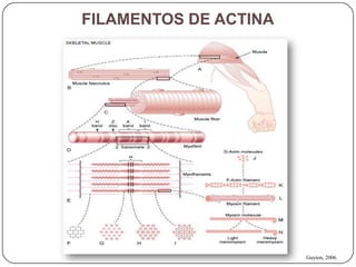 FILAMENTOS DE ACTINA




                       Guyton, 2006.
 