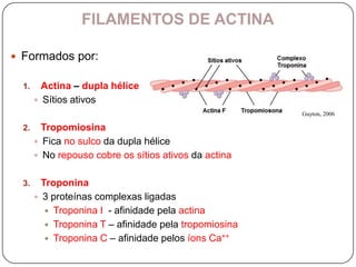 FILAMENTOS DE ACTINA

 Formados por:

  1.     Actina – dupla hélice
        Sítios ativos
                                                        Guyton, 2006

  2.     Tropomiosina
        Fica no sulco da dupla hélice
        No repouso cobre os sítios ativos da actina


  3.     Troponina
        3 proteínas complexas ligadas
           Troponina I - afinidade pela actina
           Troponina T – afinidade pela tropomiosina
           Troponina C – afinidade pelos íons Ca++
 