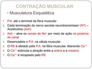 CONTRAÇÃO MUSCULAR
     • Musculatura Esquelética
1. P.A. até o terminal da fibra muscular
2. Cada terminação do nervo secreta neurotransmissor (NT) –
     Acetilcolina (Ach)
3.   Ach – abre os canais de Na+ por meio de ação na proteína
     do canal
4.   Desencadeia o P.A. na célula muscular
5.   O RS é afetado pelo P.A. na fibra muscular, liberando Ca++
6.   O Ca++ estimula a atração entre a actina e a miosina
7.   O Ca++ é recaptado pelo RS
 