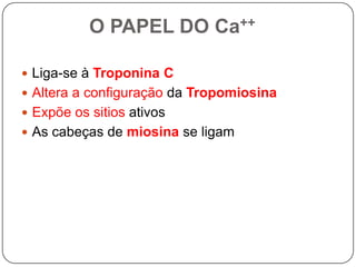 O PAPEL DO Ca++

 Liga-se à Troponina C
 Altera a configuração da Tropomiosina
 Expõe os sitios ativos
 As cabeças de miosina se ligam
 