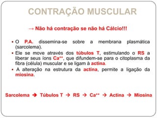 CONTRAÇÃO MUSCULAR
         → Não há contração se não há Cálcio!!!

   O    P.A. dissemina-se sobre a membrana plasmática
    (sarcolema).
   Ele se move através dos túbulos T, estimulando o RS a
    liberar seus íons Ca++, que difundem-se para o citoplasma da
    fibra (célula) muscular e se ligam à actina.
   A alteração na estrutura da actina, permite a ligação da
    miosina.



Sarcolema  Túbulos T  RS  Ca++  Actina  Miosina
 