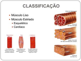 CLASSIFICAÇÃO
 Músculo Liso
 Músculo Estriado
   Esquelético
   Cardíaco
 
