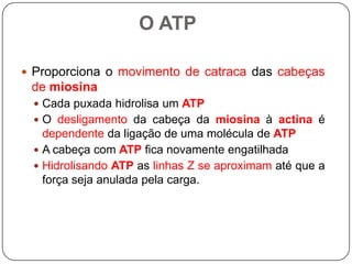 O ATP

 Proporciona o movimento de catraca das cabeças
 de miosina
  Cada puxada hidrolisa um ATP
  O desligamento da cabeça da miosina à actina é
   dependente da ligação de uma molécula de ATP
  A cabeça com ATP fica novamente engatilhada
  Hidrolisando ATP as linhas Z se aproximam até que a
   força seja anulada pela carga.
 