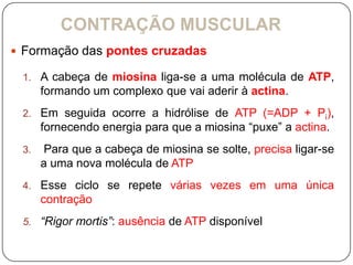 CONTRAÇÃO MUSCULAR
 Formação das pontes cruzadas

 1. A cabeça de miosina liga-se a uma molécula de ATP,
      formando um complexo que vai aderir à actina.
 2. Em seguida ocorre a hidrólise de ATP (=ADP + Pi),
      fornecendo energia para que a miosina “puxe” a actina.
 3.    Para que a cabeça de miosina se solte, precisa ligar-se
      a uma nova molécula de ATP
 4. Esse ciclo se repete várias vezes em uma única
      contração
 5. “Rigor mortis”: ausência de ATP disponível
 