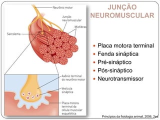 JUNÇÃO
NEUROMUSCULAR



 Placa motora terminal
 Fenda sináptica
 Pré-sináptico
 Pós-sináptico
 Neurotransmissor




   Princípios da fisiologia animal, 2006, 2ed
 