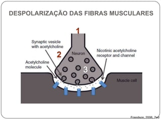 DESPOLARIZAÇÃO DAS FIBRAS MUSCULARES




                              Frandson, 2006, 7ed
 