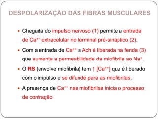DESPOLARIZAÇÃO DAS FIBRAS MUSCULARES

   Chegada do impulso nervoso (1) permite a entrada
    de Ca++ extracelular no terminal pré-sináptico (2).
   Com a entrada de Ca++ a Ach é liberada na fenda (3)
    que aumenta a permeabilidade da miofibrila ao Na+.
   O RS (envolve miofibrila) tem ↑ [Ca++] que é liberado
    com o impulso e se difunde para as miofibrilas.
   A presença de Ca++ nas miofibrilas inicia o processo
    de contração
 