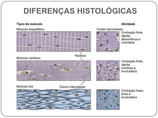 DIFERENÇAS HISTOLÓGICAS
 