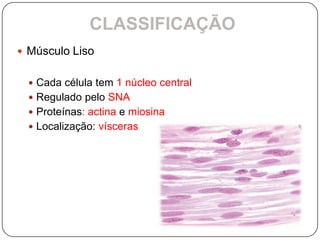 CLASSIFICAÇÃO
 Músculo Liso


   Cada célula tem 1 núcleo central
   Regulado pelo SNA
   Proteínas: actina e miosina
   Localização: vísceras
 