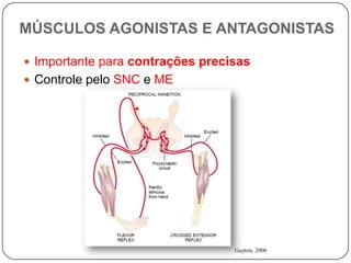MÚSCULOS AGONISTAS E ANTAGONISTAS

 Importante para contrações precisas
 Controle pelo SNC e ME




                                  Guyton, 2006
 