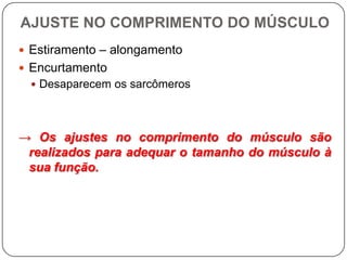 AJUSTE NO COMPRIMENTO DO MÚSCULO
 Estiramento – alongamento
 Encurtamento
   Desaparecem os sarcômeros




→ Os ajustes no comprimento do músculo são
 realizados para adequar o tamanho do músculo à
 sua função.
 