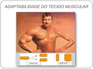 ADAPTABILIDADE DO TECIDO MUSCULAR
 