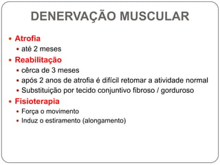 DENERVAÇÃO MUSCULAR
 Atrofia
   até 2 meses
 Reabilitação
   cêrca de 3 meses
   após 2 anos de atrofia é difícil retomar a atividade normal
   Substituição por tecido conjuntivo fibroso / gorduroso
 Fisioterapia
   Força o movimento
   Induz o estiramento (alongamento)
 