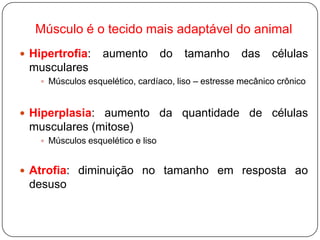 Músculo é o tecido mais adaptável do animal
 Hipertrofia:     aumento          do   tamanho      das    células
 musculares
     Músculos esquelético, cardíaco, liso – estresse mecânico crônico



 Hiperplasia: aumento da                quantidade de células
 musculares (mitose)
     Músculos esquelético e liso



 Atrofia: diminuição no tamanho em resposta ao
 desuso
 