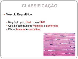 CLASSIFICAÇÃO
 Músculo Esquelético


   Regulado pelo SNA e pelo SNC
   Células com núcleos múltiplos e periféricos
   Fibras brancas e vermelhas
 