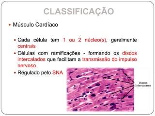 CLASSIFICAÇÃO
 Músculo Cardíaco


  Cada célula tem 1 ou 2 núcleo(s), geralmente
   centrais
  Células com ramificações - formando os discos
   intercalados que facilitam a transmissão do impulso
   nervoso
  Regulado pelo SNA
 
