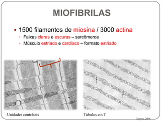 MIOFIBRILAS
     1500 filamentos de miosina / 3000 actina
       Faixas claras e escuras – sarcômeros
       Músculo estriado e cardíaco – formato estriado




Unidades contráteis                  Túbulos em T
                                                         Guyton, 2006
 