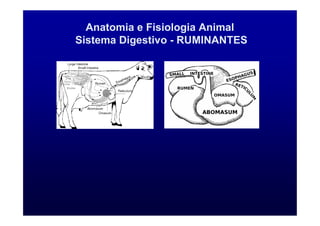 Anatomia e Fisiologia Animal
Sistema Digestivo - RUMINANTES
 
