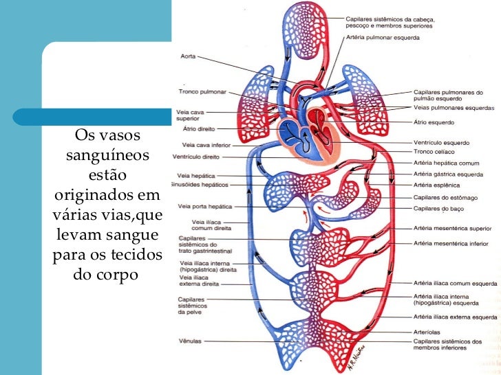 sistema cardio