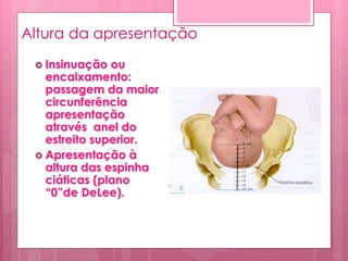 Altura da apresentação
 Insinuação ou
encaixamento:
passagem da maior
circunferência
apresentação
através anel do
estreito superior.
 Apresentação à
altura das espinha
ciáticas (plano
“0”de DeLee).
 