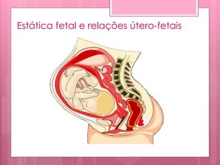 Estática fetal e relações útero-fetais
 